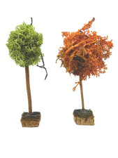 1Pz Albero con Lichene Cm 10