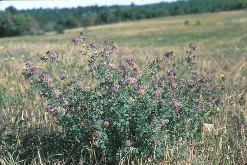 Erba medica medicago - medicago, sativa