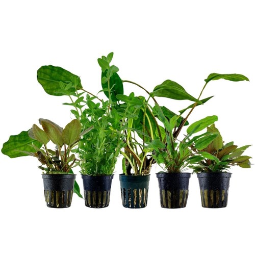 Set piante con - di,