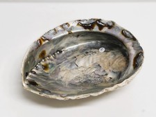 Grande Conchiglia di Abalone