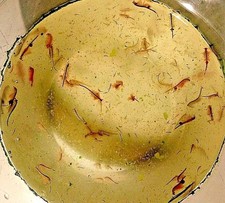 Lotto Vendita Cibo Vivo Per Pesci,Avanotti.Starter Anguillole E Artemia Salina