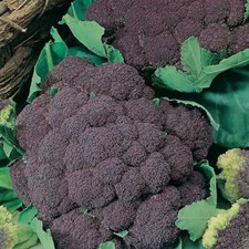cavolfiore viola italiano "di