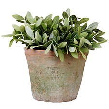 12 CM Alto Invecchiato