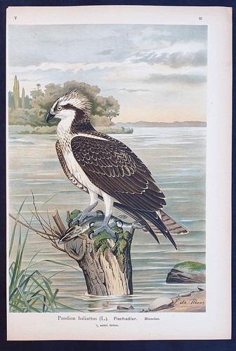 Stampa antica falco pescatore