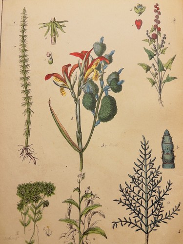 Antica illustrazione 1869 - antica,