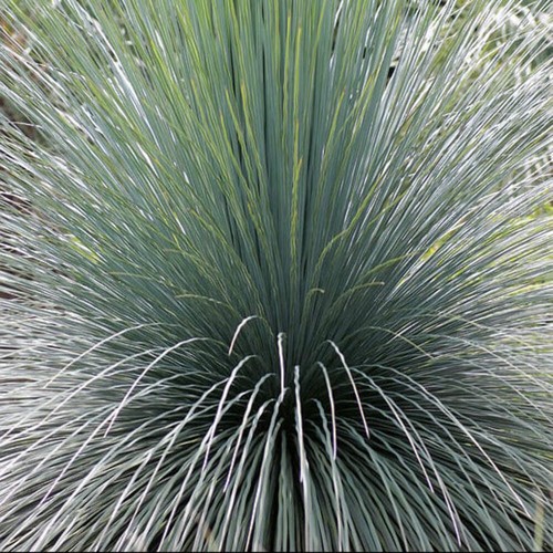 Dasylirion acrotrichum - ,