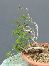 Pre bonsai carpino nero - pre,