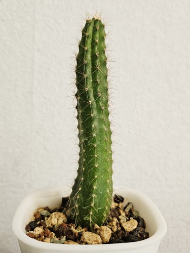 Cereus pachanoi peruvianus - cereus,