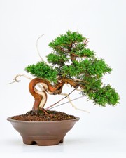 Bonsai ginepro juniperus - di,
