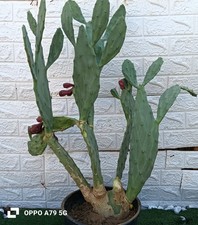FICO D'INDIA OPUNTIA CHUMBERA