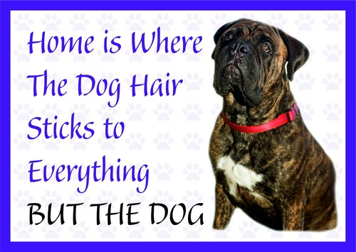 Home where the dog - is,