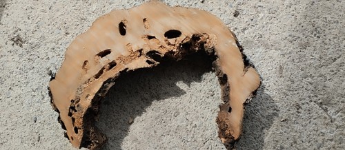 Sezione ciliegio per - di,