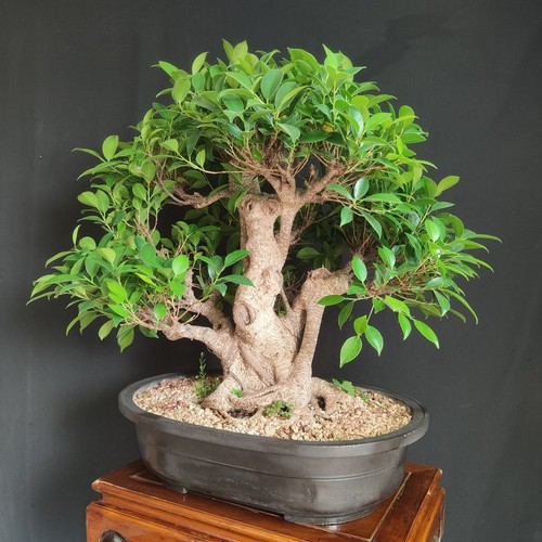 Bonsai esemplare ficus - esemplare, di