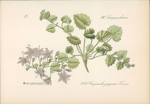Chromolithographie - ,