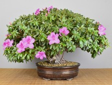 Bonsai interno azalea - bonsai, interno,