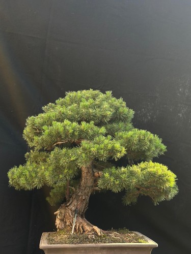 Bonsai pino silvestre - pino,
