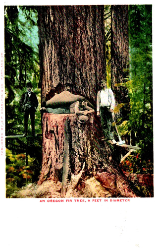 Oregon douglas fir pacific - fir,