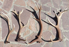 palchi corna trofei di cervo singoli per arredo o artigianato