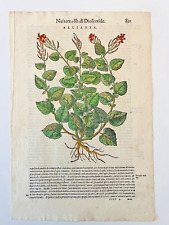 MATTIOLI Xilografia 1500 Botanica Erbario Piante "ALLIARIA" bis perfetta