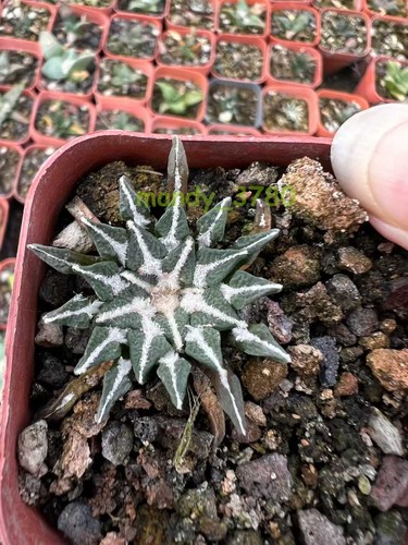 5pcs ariocarpus - 1/3/5pcs,
