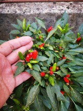 SEMI PEPERONCINO A MAZZETTI