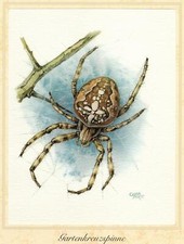 Gartenkreuzspinne (Araneus