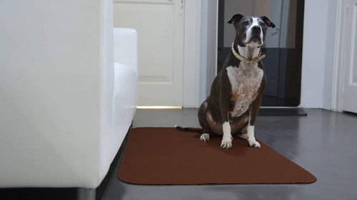 Tappeto merlino animal pet - merlino, animal/pet