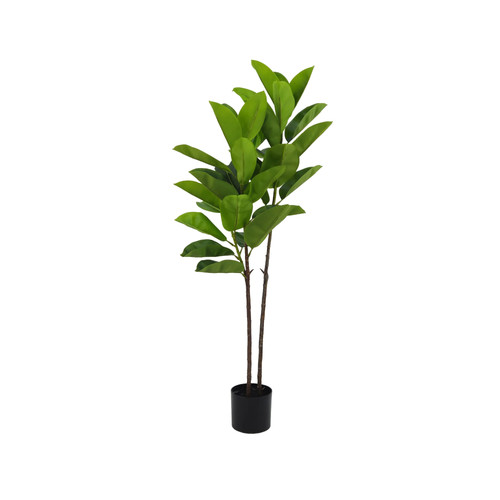 Pianta ficus elastica 140 - pianta,