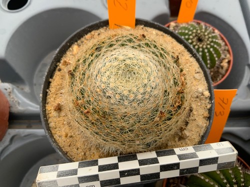 892 mammillaria lenta wysiwyg - lenta,