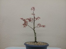 BONSAI ACERO PALMATO GWEN'S