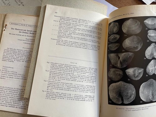 German paleontology - german,