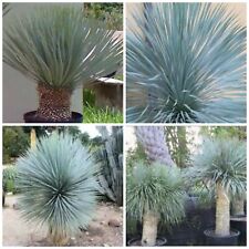 30 semillas de yucca rostrata, suculentas, plantas suculentas,seed succulent S