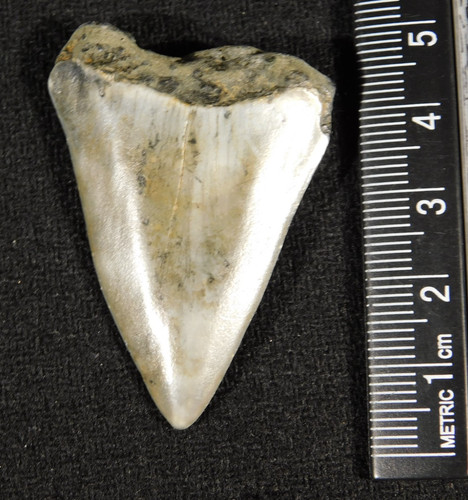 Grande dente fossile squalo - grande, di