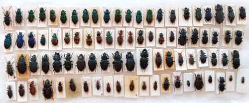 Carabidae set pezzi - set, 85