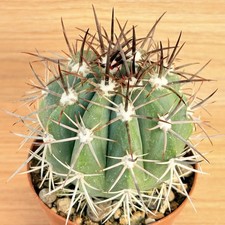 Melocactus pachyacanthus 