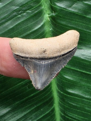 Dente blu del - , megalodonte