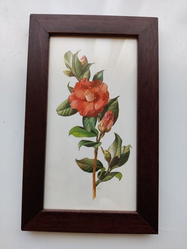 Quadro con camelia - camelia, rossa