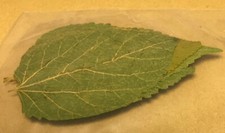 FOGLIE DI GELSO BIOLOGICHE