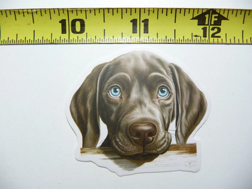 Peeking weimaraner piccolo - peeking,