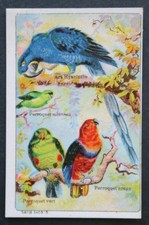 Immagine cromata CICORIA