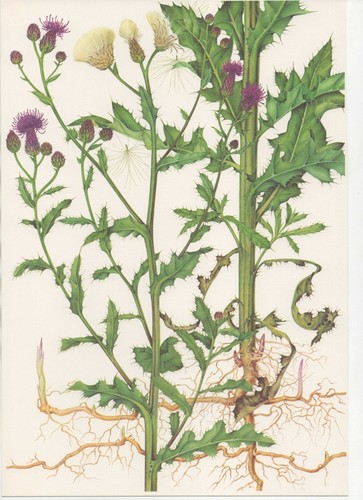 Stampa botanica vintage anni - botanica,