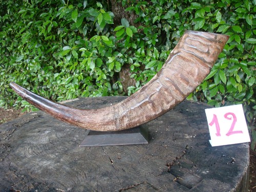 Corno autentico bufalo - corno,
