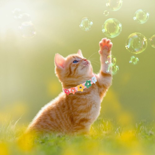 Collare per cani regolabile - ,