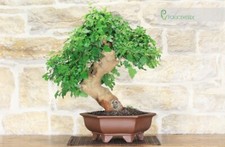 Bonsai di Gelso Nero (3)