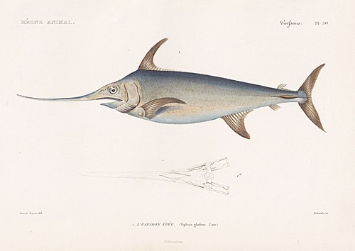 Xiphias gladius pesce spada - xiphias,