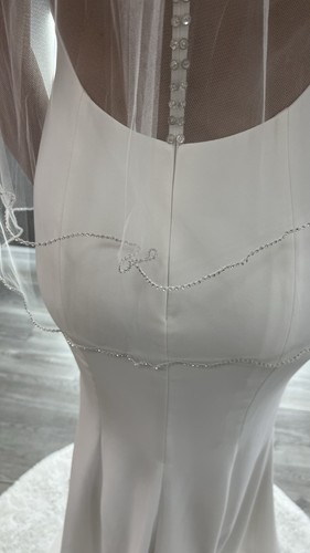 Ansonia velo corto - , con