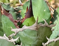 Agave titanota unicorno, pezzo