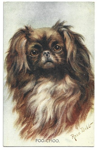Antica cartolina animali cane - antica,