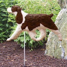 Springer Spaniel Outdoor