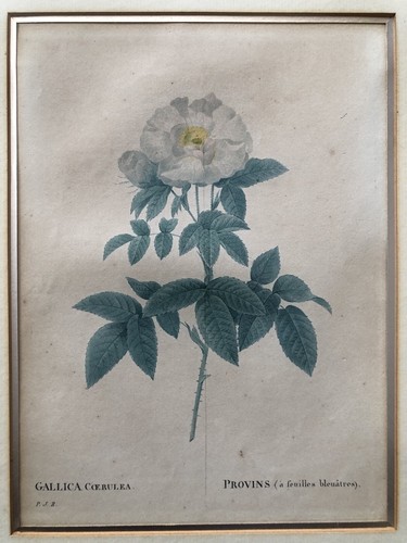 Pierre joseph redouté - pierre,